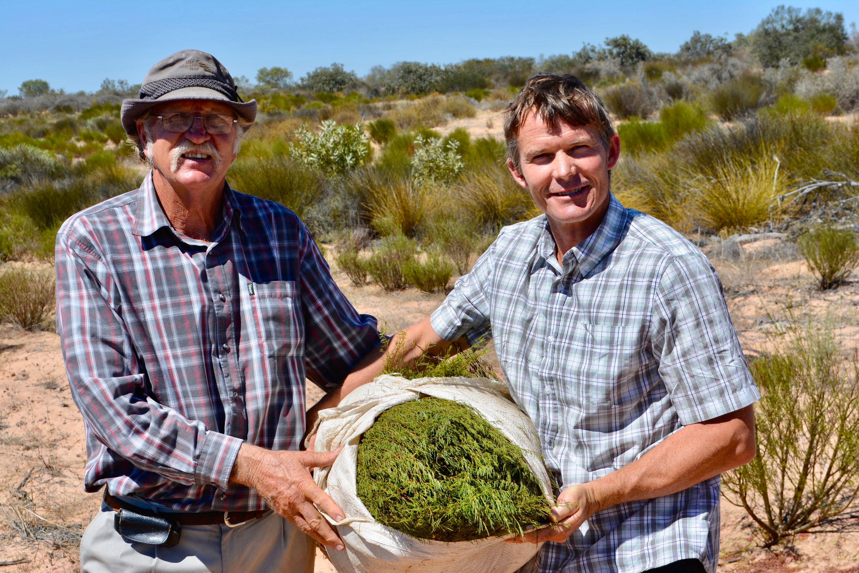 Rooibos and Honeybush Teas