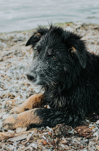 guard dog for gathering place trading farm