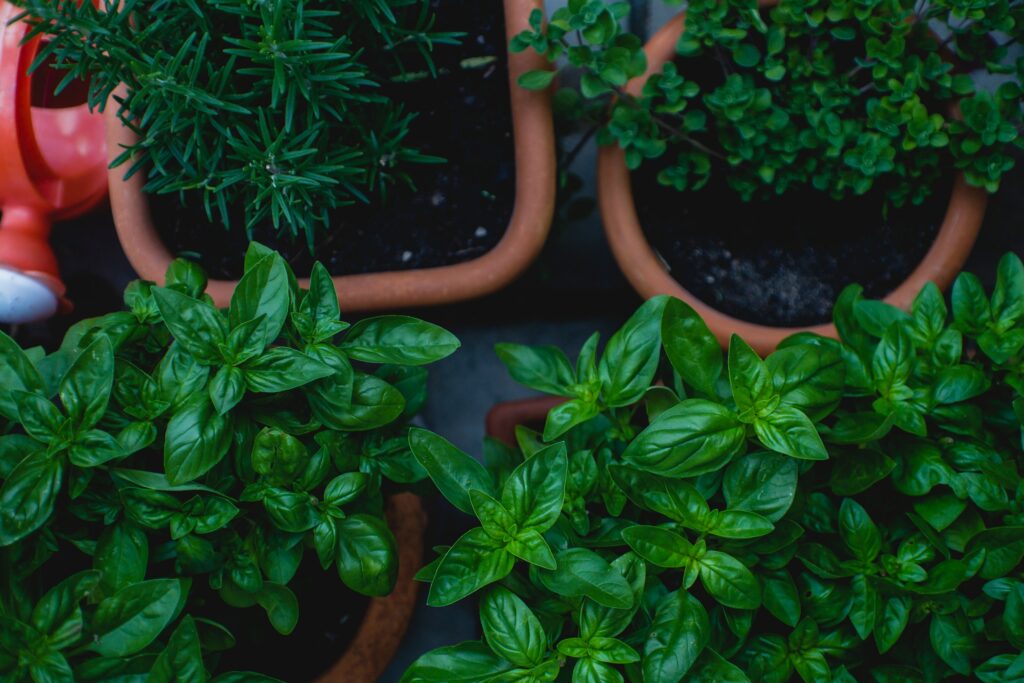 Herbs Proudly Grown in Canada!